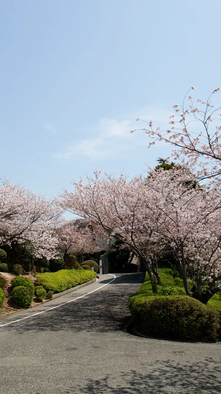 山口県立下関南高校 校門前(さくら)